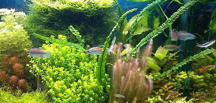 Живые растения для аквариума  Иркутск 